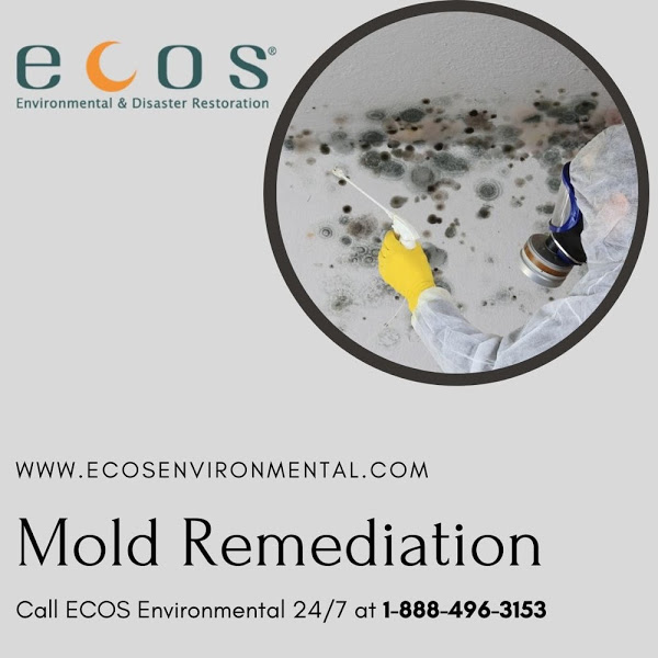 Mold Exposure Effects