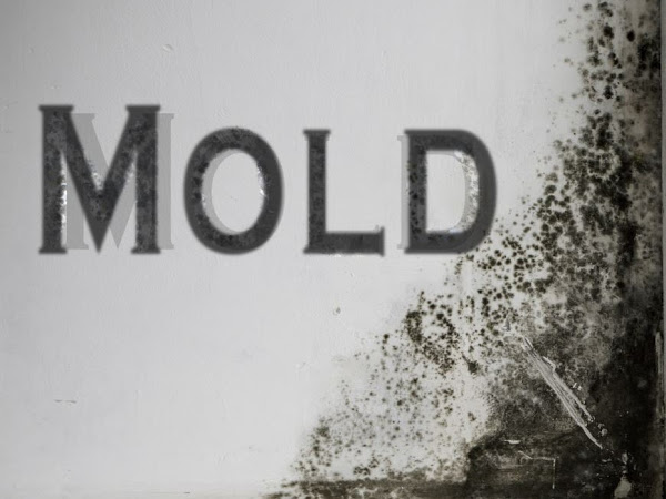 Mold Mitigation Colorado