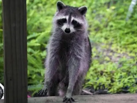 Raccoon Urine & Feces Cleanup Colorado