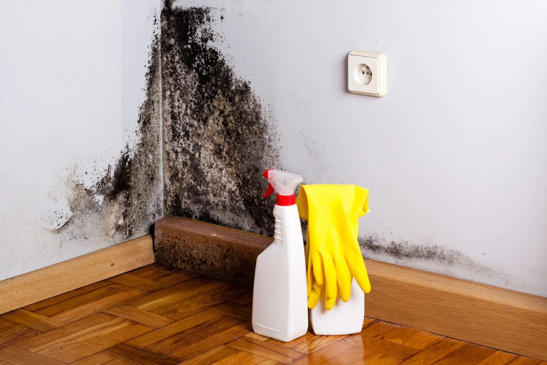 Mold Removal Boulder