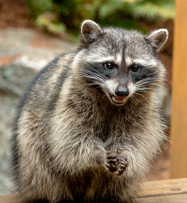 DANGERS OF RACCOON  URINE AND DROPPINGS