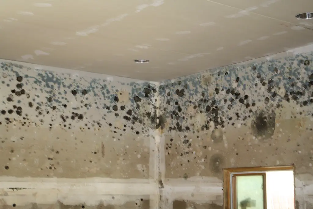 Black Mold Remediation