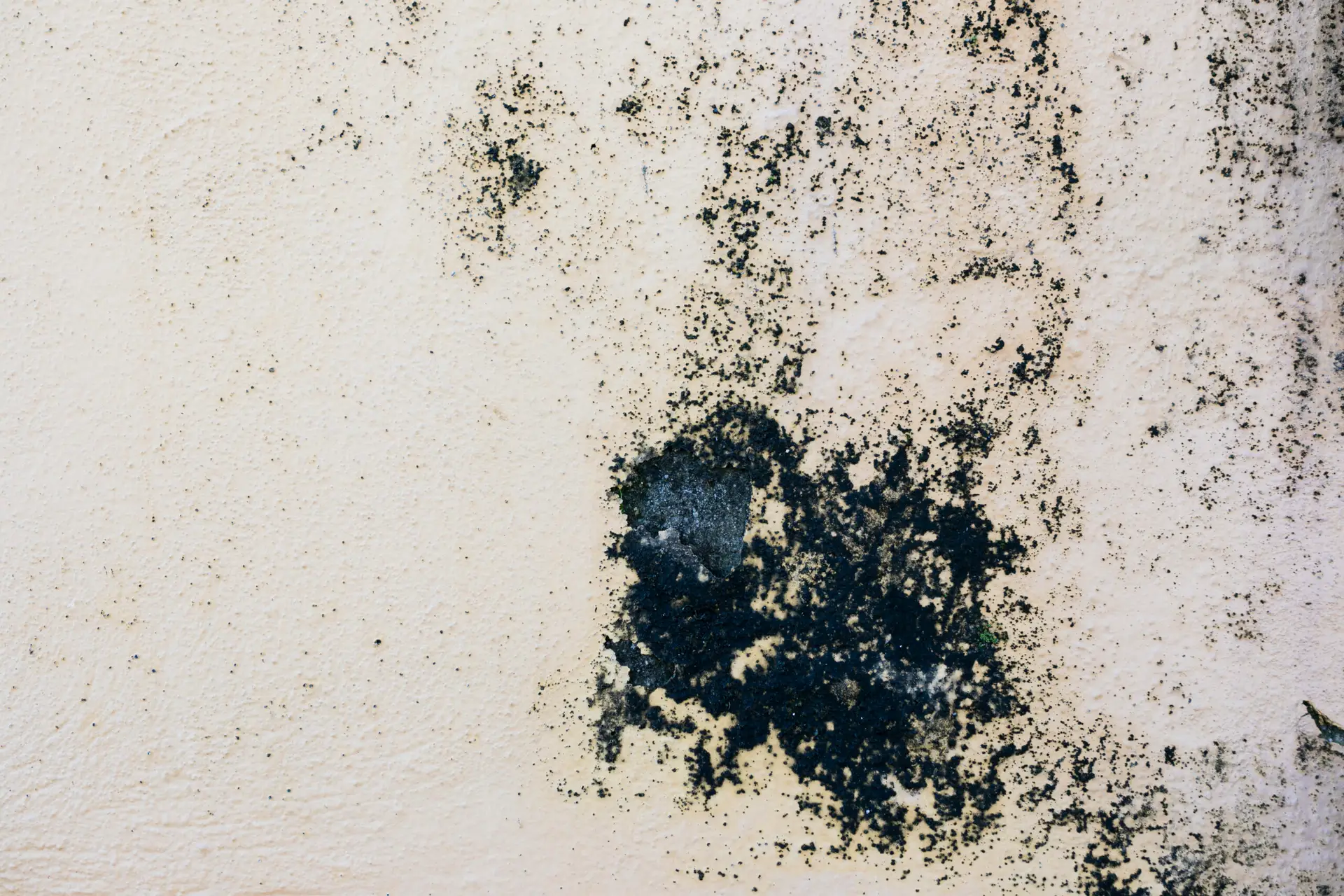 Black Mold Removal